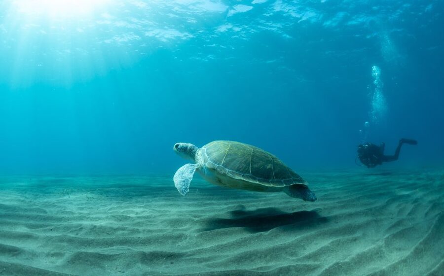 Tenerife: Scuba Diving Lesson and Abades Protected Area Dive - Getting kitted up and handled before you go in