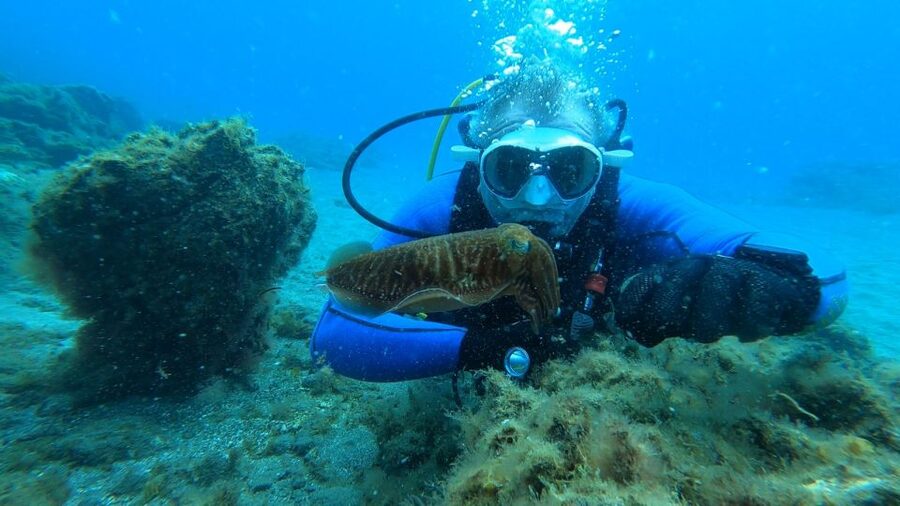 Tenerife: Scuba Diving Lesson and Abades Protected Area Dive - What your instructor has you do underwater