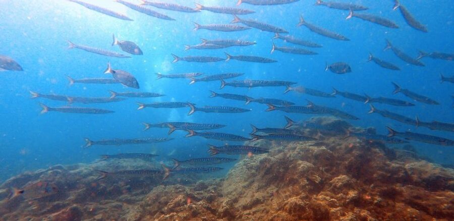 Tenerife: Scuba Diving Lesson and Abades Protected Area Dive - Where the lesson fits in a Tenerife trip