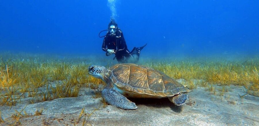 Tenerife: Scuba Diving Lesson and Abades Protected Area Dive - The 30-minute briefing that makes or breaks your confidence