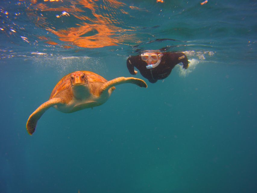 Tenerife: Snorkel with Turtles - Key things to know before you go