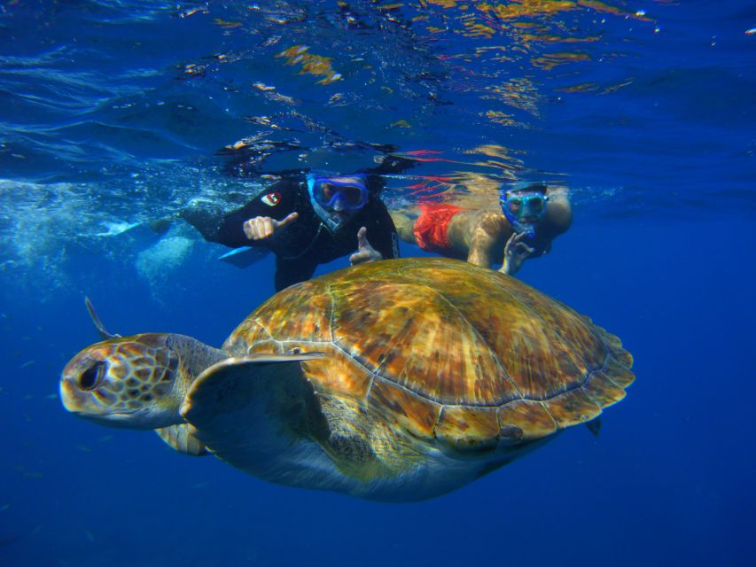Tenerife: Snorkel with Turtles - FAQ