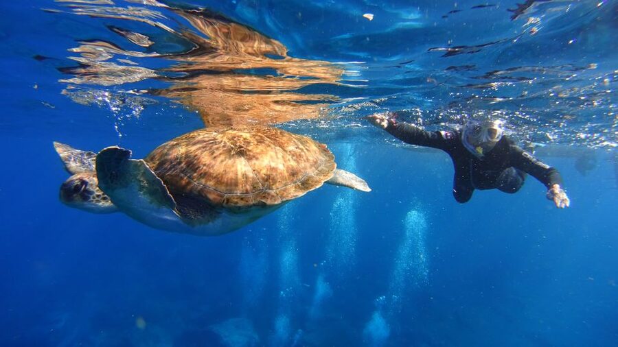 Tenerife: Snorkel with Turtles - Where the tour starts: Marina del Sur and the speedboat to Rasca
