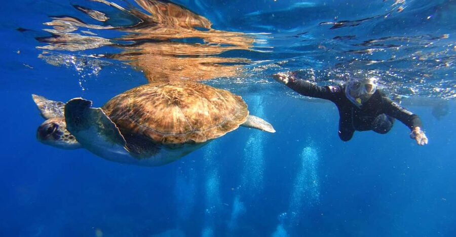 Tenerife: Snorkel with Turtles - Equipment and comfort: wetsuit, mask, fins, plus what to bring