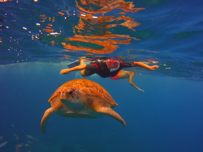 Tenerife: Snorkel with Turtles - The return ride and free photos: what you’ll remember