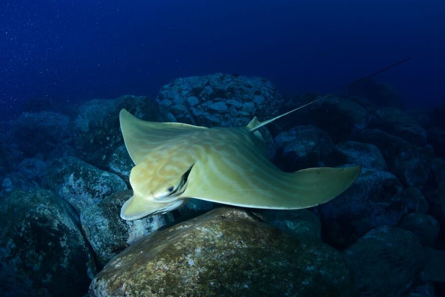 Tenerife: Snorkel with Turtles - Price and value: is $81 worth a turtle snorkel?