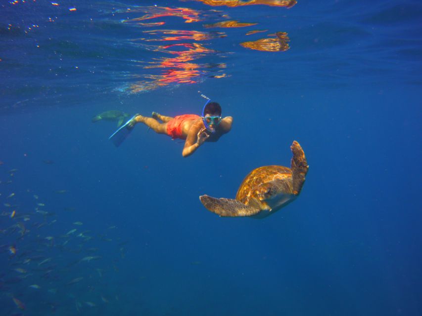 Tenerife: Snorkel with Turtles - Who this tour fits best, and who should skip it