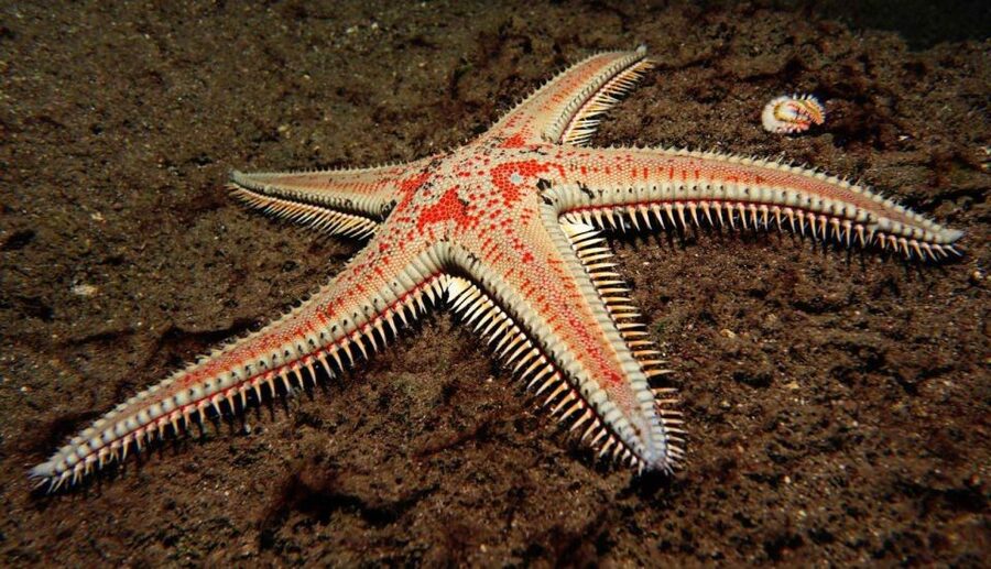 Tenerife: Snorkeling Equipment Rental in Radazul - Key points to know before you go