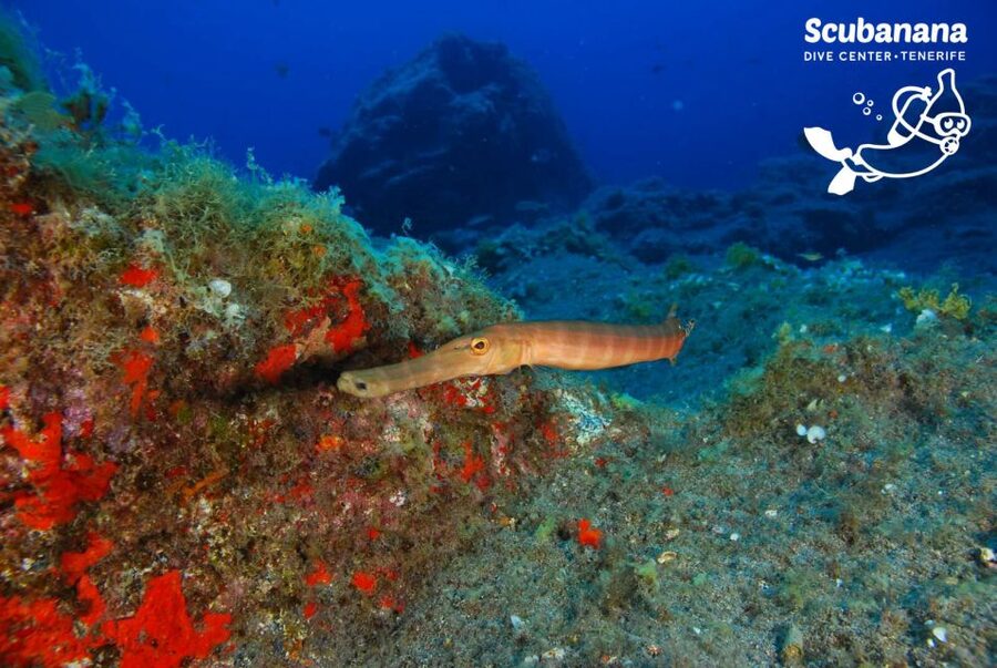 Tenerife: Snorkeling Equipment Rental in Radazul - Radazul snorkeling, on your own schedule for 24 hours