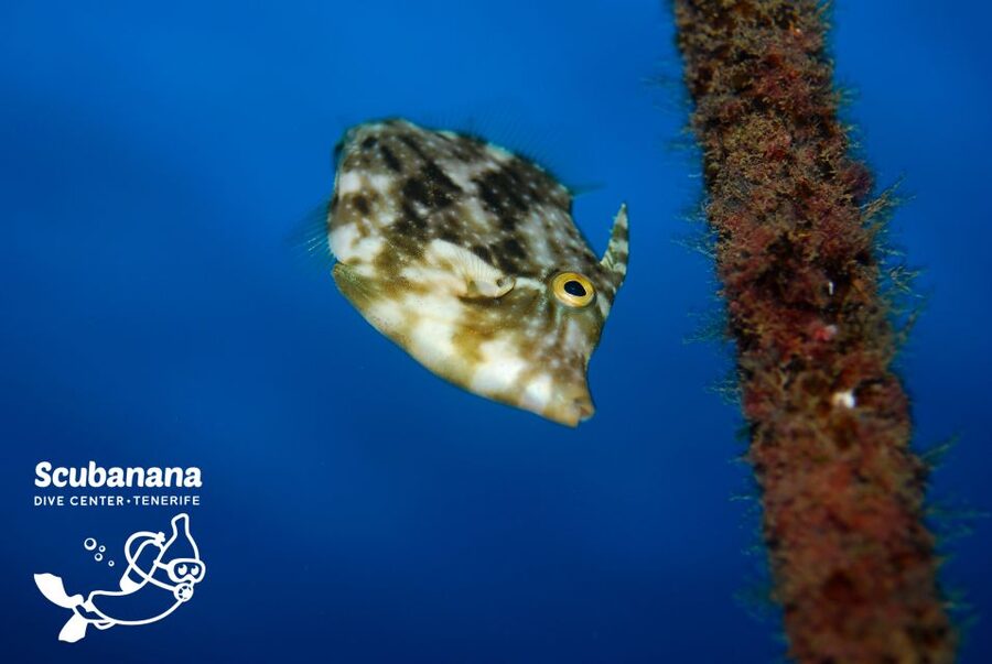 Tenerife: Snorkeling Equipment Rental in Radazul - Price and value: why $22 for a 24-hour rental can beat a guided tour