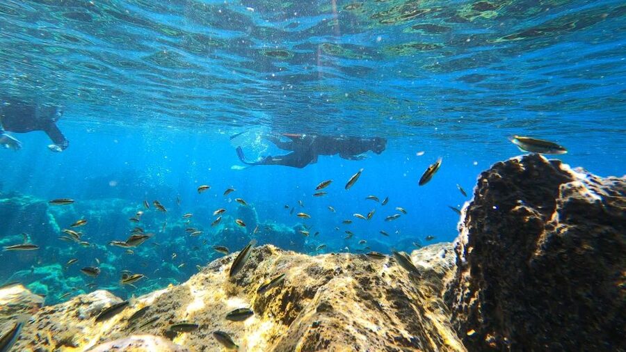 Tenerife: Snorkeling Tour in a Marine Protected Area - Should you book this Tenerife snorkeling tour from Abades?