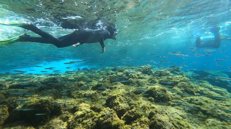 Tenerife: Snorkeling Tour in a Marine Protected Area - What you might see in the marine protected area (and what you can’t control)