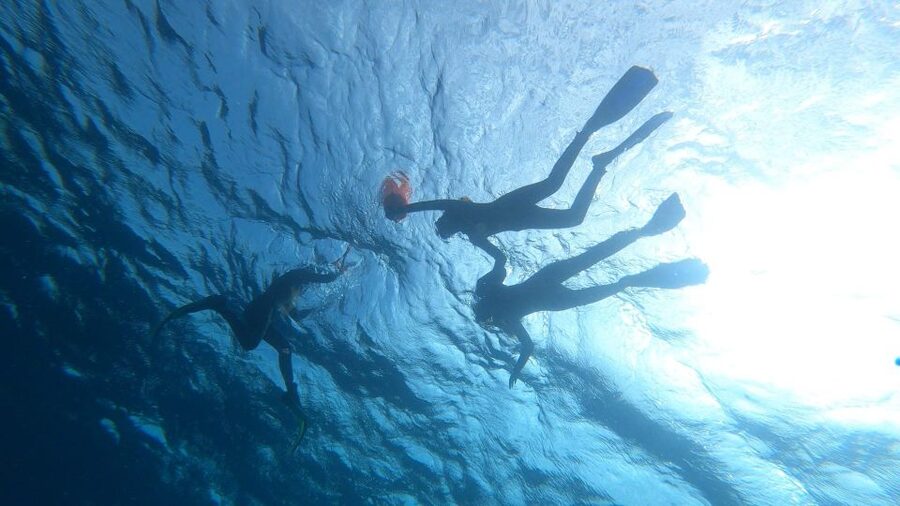 Tenerife: Snorkeling Tour in a Marine Protected Area - Turtle etiquette and safety: how the guides keep it responsible