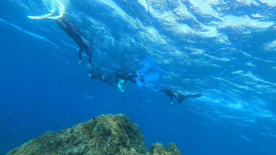 Tenerife: Snorkeling Tour in a Marine Protected Area - Who this Tenerife snorkeling tour is best for