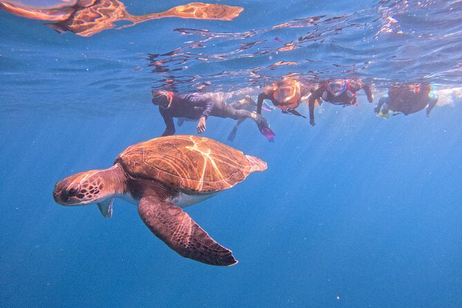 Tenerife Snorkeling Tour in turtle habitat - Key Highlights You’ll Appreciate Before You Go