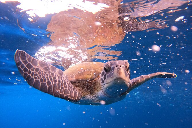 Tenerife Snorkeling Tour in turtle habitat - Getting Set Up at the PADI 5 Star Facility in Costa Adeje