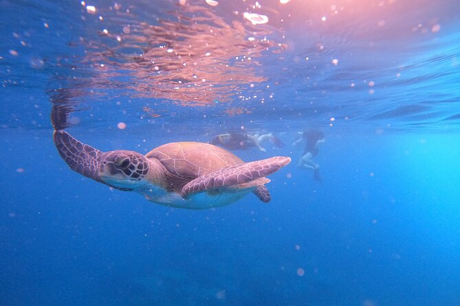 Tenerife Snorkeling Tour in turtle habitat - The Speedboat Ride and Dolphin Watch by Fishermen’s Farms