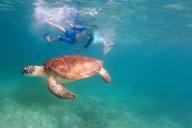 Tenerife Snorkeling Tour in turtle habitat - The Guided Snorkel at El Palm-mar: What to Expect Under Supervision