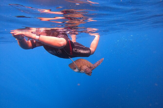Tenerife Snorkeling Tour in turtle habitat - Why There Can Be Two Boat Stages (And What That Means for Your Day)