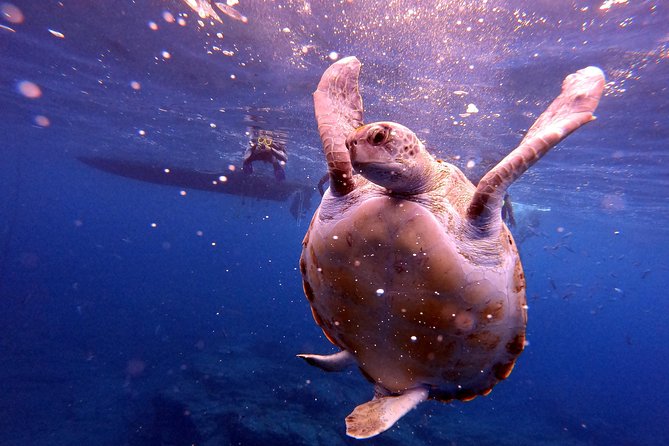 Tenerife Snorkeling Tour in turtle habitat - The Crew’s Safety Style: What You Can Ask For