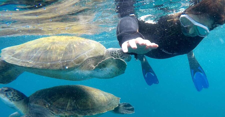 Tenerife: Snorkeling Trip in a Turtle Habitat - Key things I’d plan for on Tenerife’s turtle-habitat snorkeling safari