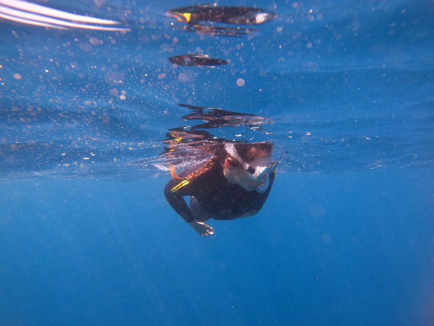Tenerife: Snorkeling Trip in a Turtle Habitat - What happens at the end: water time over, then you’re back at the start