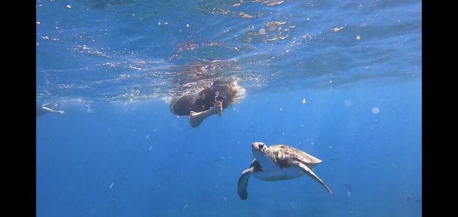 Tenerife: Snorkeling Trip in a Turtle Habitat - Where this tour starts in Puerto Colón (and why it matters)