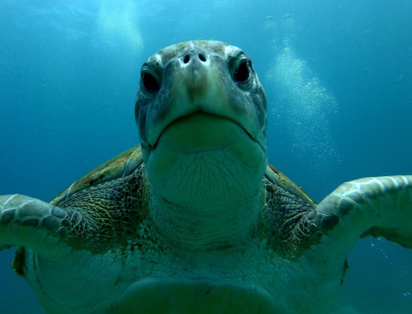Tenerife: Snorkeling Trip in a Turtle Habitat - Snorkeling in a turtle habitat: what 50 minutes feels like