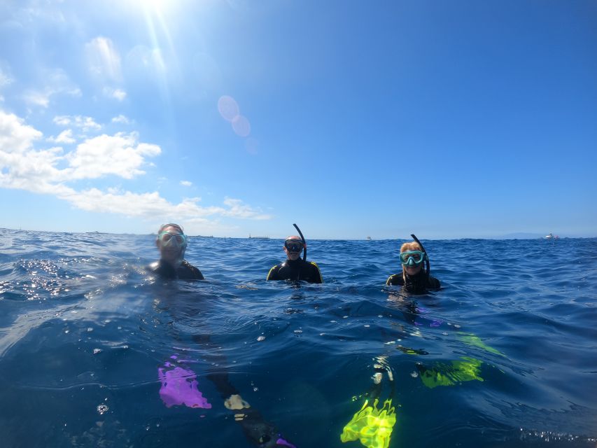 Tenerife: Snorkeling Trip in a Turtle Habitat - Marine life expectations: how to enjoy it even without turtles