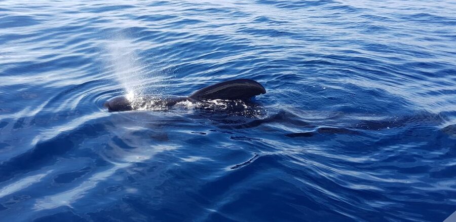 Tenerife: South Island Boat-Trip and Sea Excursion - Should You Book This Tenerife South Boat Trip?