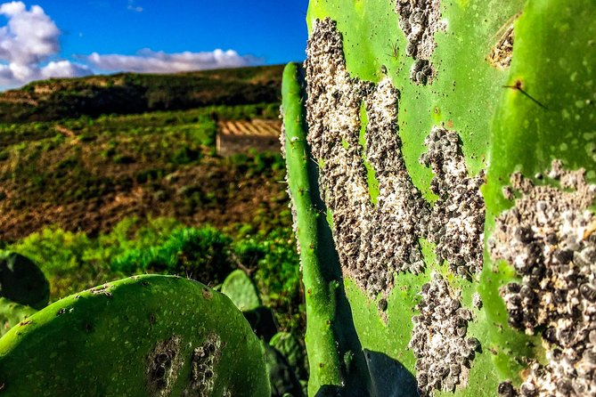 Tenerife South Private Tour: Secrets of the Volcanoes - Price and Value: What $921.15 Buys for Two
