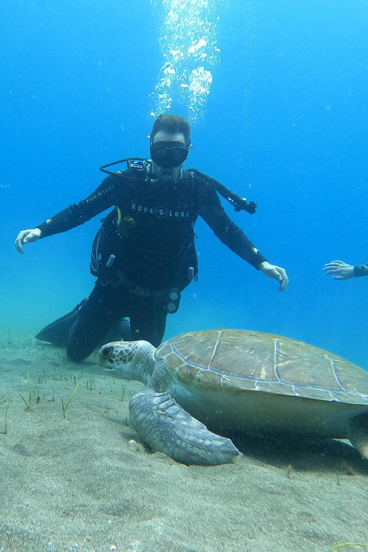 Tenerife south: Scuba Dive for beginners in Adeje - 8:45 Start, Coffee, Paperwork, Then Gear at 9:00