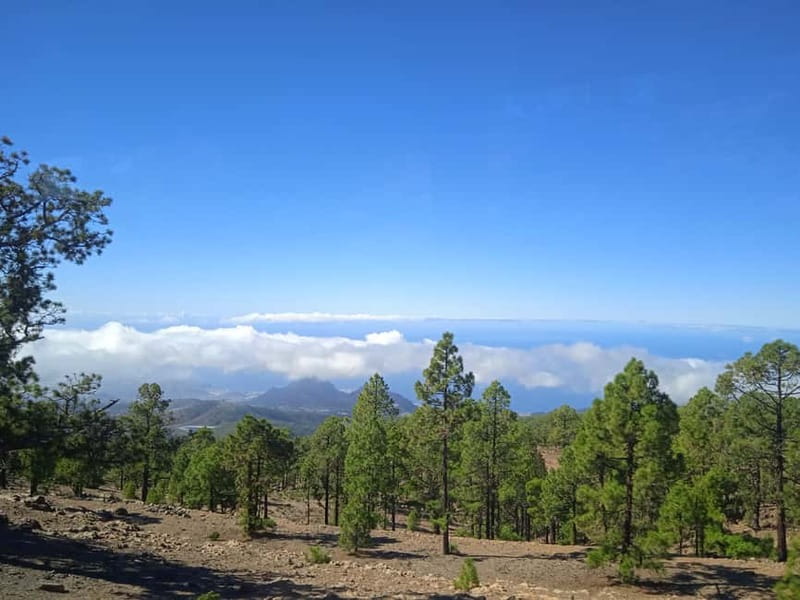 Tenerife: Teide, Icod de los Vinos & Garachico Full Day Tour - Icod de los Vinos: The Dragon Tree Stop You Actually Remember