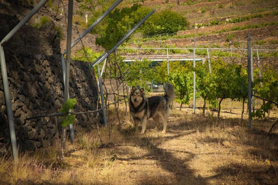 Tenerife: Tour of an Organic Vineyard with Tasting & Snacks - Quick hits before you taste
