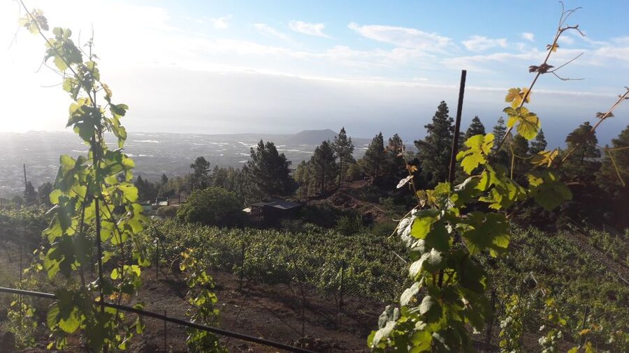 Tenerife: Tour of an Organic Vineyard with Tasting & Snacks - Why this high volcanic vineyard feels different (in a good way)