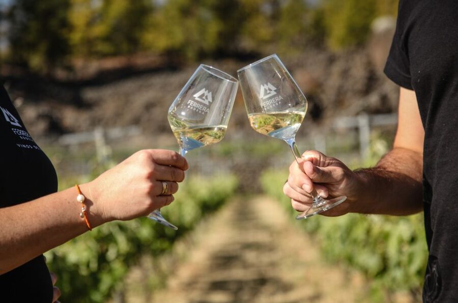 Tenerife: Tour of an Organic Vineyard with Tasting & Snacks - Price and value: why $77 can be fair here