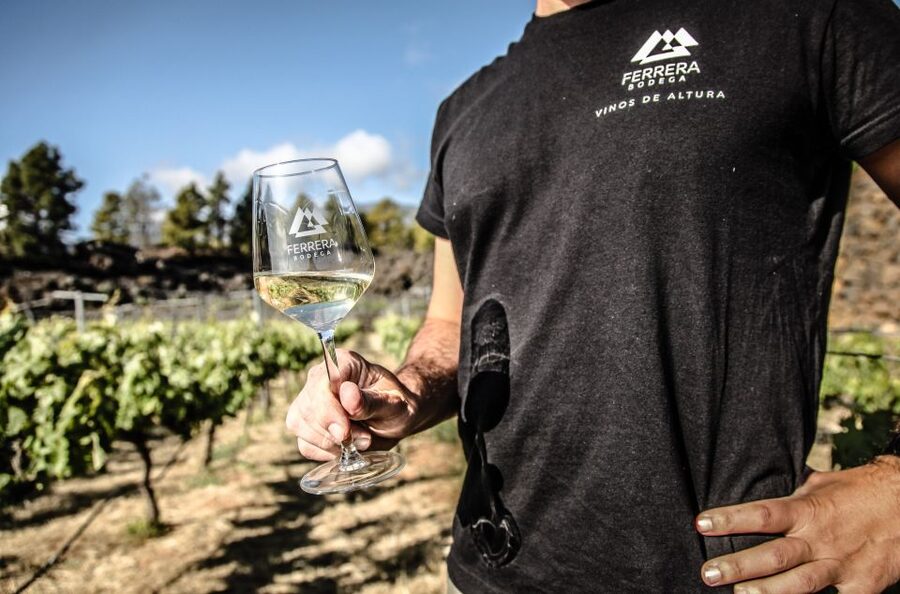 Tenerife: Tour of an Organic Vineyard with Tasting & Snacks - Finding the meeting point and pacing your 3 hours