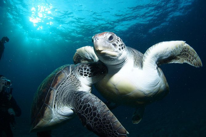 Tenerife Turtle and Snorkel Tour from Costa Adeje - Key highlights to watch for