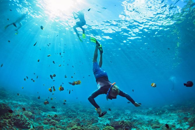 Tenerife Turtle and Snorkel Tour from Costa Adeje - What you do on the water: the basic flow of the trip