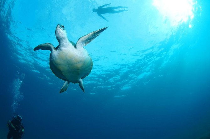 Tenerife Turtle and Snorkel Tour from Costa Adeje - Turtle odds: what to expect, and how to set the right mindset