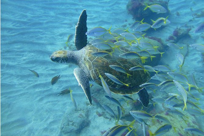 Tenerife Turtle and Snorkel Tour from Costa Adeje - The boat ride and timing: where value can swing