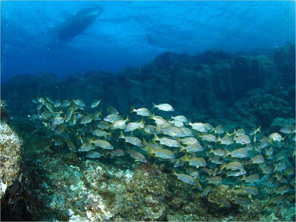 Tenerife Turtle and Snorkel Tour from Costa Adeje - Price and value: does $57.67 make sense?