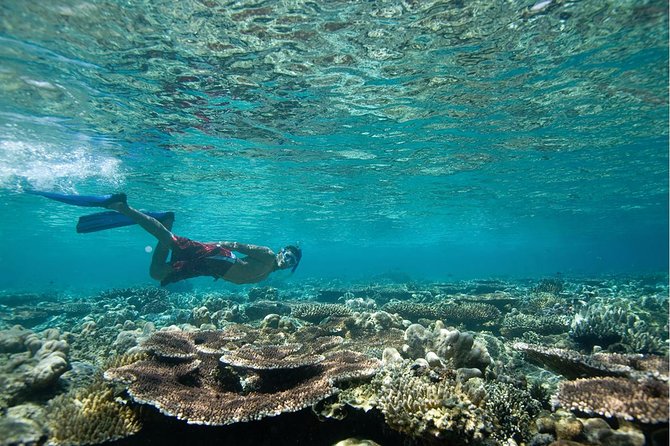 Tenerife Turtle and Snorkel Tour from Costa Adeje - Who this tour is best for