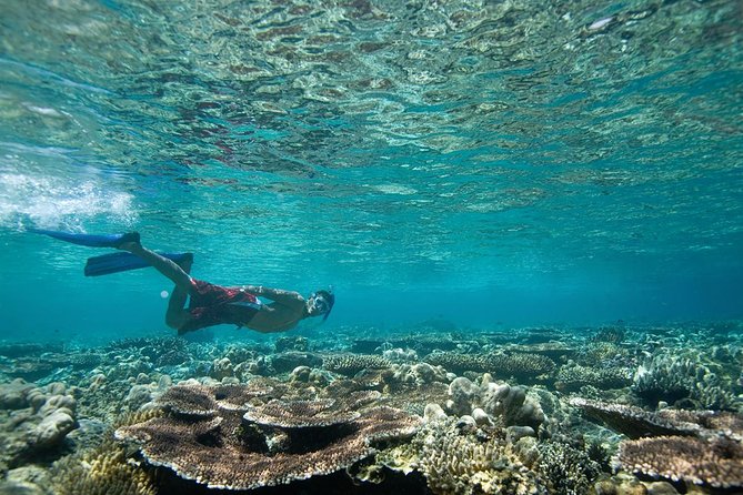 Tenerife Turtle and Snorkel Tour from Costa Adeje - The snorkeling part: gear fit, staying together, and actually seeing things