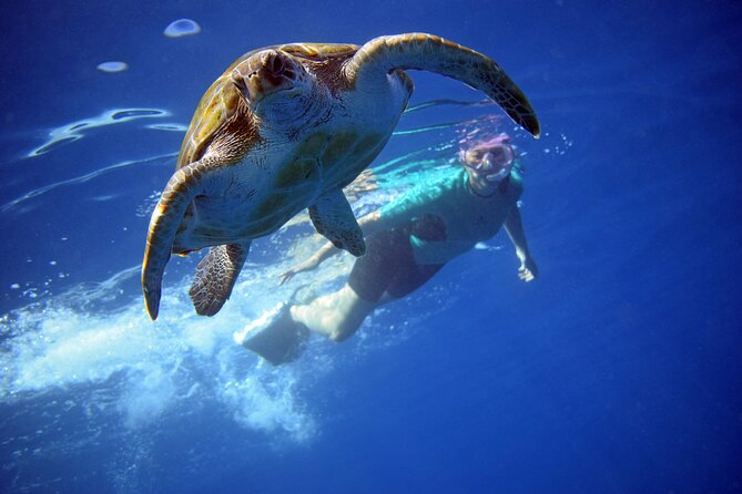 Tenerife: Turtle & Dolphin Kayak Tour with Snorkel & Wetsuit - Key highlights before you go