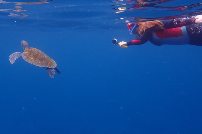 Tenerife: Turtle & Dolphin Kayak Tour with Snorkel & Wetsuit - Snorkel interlude: what you can realistically expect