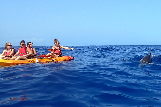 Tenerife: Turtle & Dolphin Kayak Tour with Snorkel & Wetsuit - Wildlife viewing: turtles and dolphins are not guaranteed, but the odds are the point