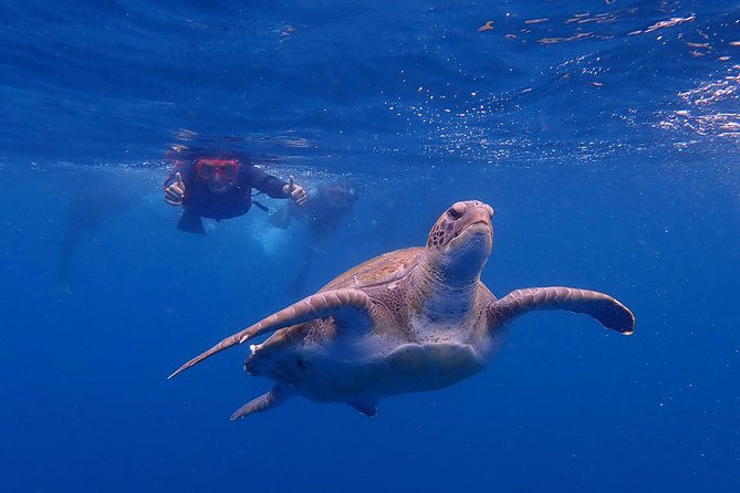 Tenerife: Turtle & Dolphin Kayak Tour with Snorkel & Wetsuit - The route: west-coast bays, Guaza Mountains, and the Teide return