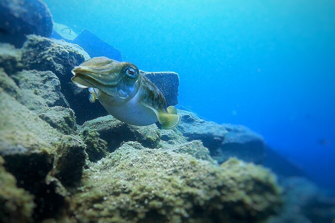 Tenerife Under The Sea - dive into 1-1 personalised experience - Key things that make this Tenerife experience worth it