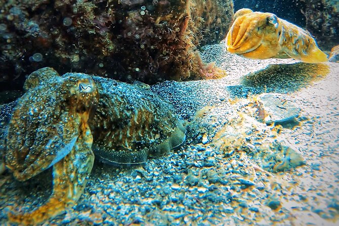 Tenerife Under The Sea - dive into 1-1 personalised experience - In-Water Training: Shallow Practice, Calm Breathing, and Control